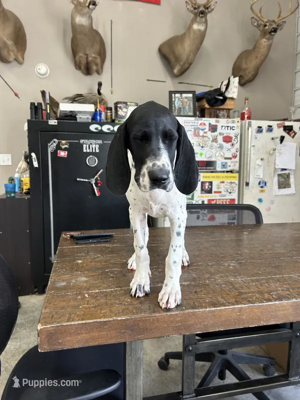 Jenny – German Shorthaired Pointer puppy for sale in Beaufort, MO