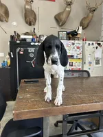 Jenny, a female German Shorthaired Pointer for sale in Beaufort, MO – 1 of 5