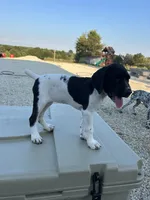 Capri, a female German Shorthaired Pointer for sale in Beaufort, MO – 4 of 9