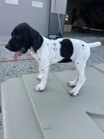 Capri, a female German Shorthaired Pointer for sale in Beaufort, MO – 3 of 9