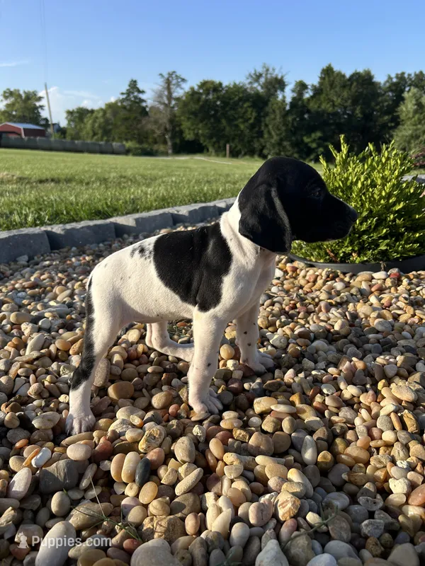 Capri – German Shorthaired Pointer puppy for sale in Beaufort, MO