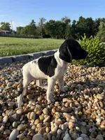 Capri, a female German Shorthaired Pointer for sale in Beaufort, MO – 1 of 1