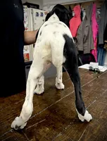 Lucy, a female German Shorthaired Pointer for sale in Beaufort, MO – 4 of 4