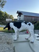 Liz, a female German Shorthaired Pointer for sale in Beaufort, MO – 6 of 6