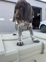  Chug, a male German Shorthaired Pointer for sale in Beaufort, MO – 10 of 10