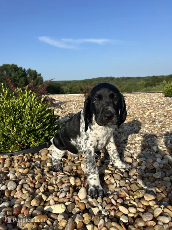 Sage – German Shorthaired Pointer puppy for sale in Beaufort, MO