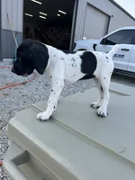 Capri, a female German Shorthaired Pointer for sale in Beaufort, MO – 5 of 9
