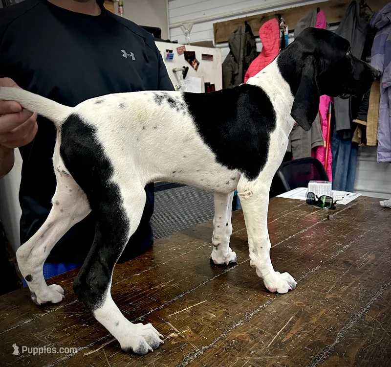 Lucy – German Shorthaired Pointer puppy for sale in Beaufort, MO