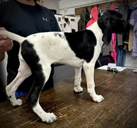 Lucy, a female German Shorthaired Pointer for sale in Beaufort, MO – 1 of 4