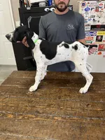 Jenny, a female German Shorthaired Pointer for sale in Beaufort, MO – 3 of 5