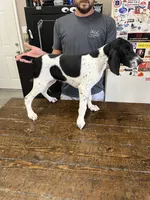 Jenny, a female German Shorthaired Pointer for sale in Beaufort, MO – 5 of 5