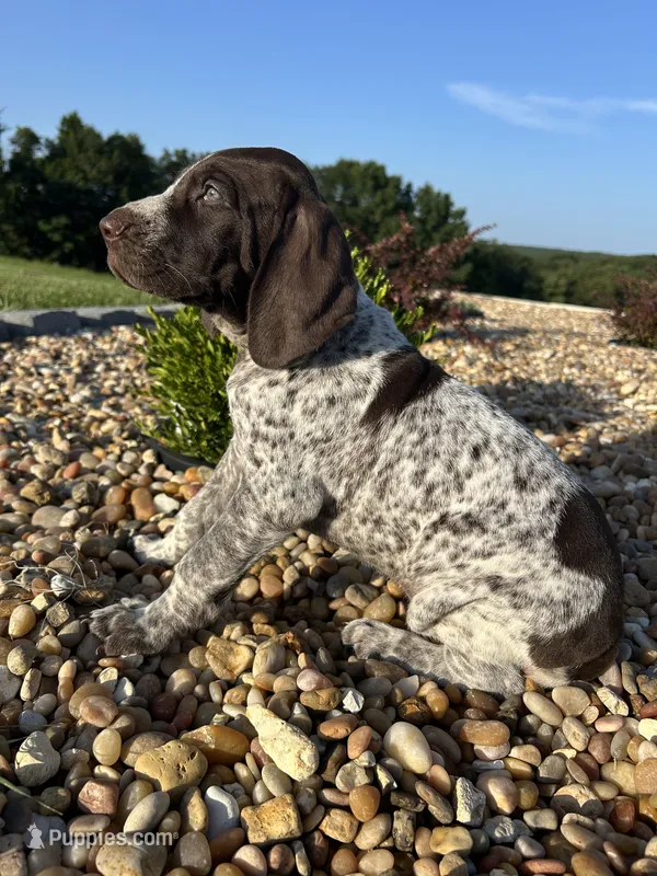 Tommy – German Shorthaired Pointer puppy for sale in Beaufort, MO