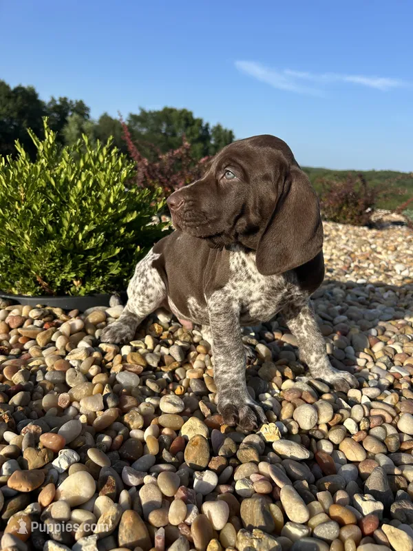  Chug – German Shorthaired Pointer puppy for sale in Beaufort, MO