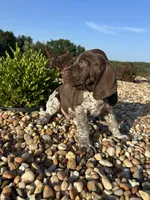  Chug, a male German Shorthaired Pointer for sale in Beaufort, MO – 1 of 1