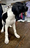 Lucy, a female German Shorthaired Pointer for sale in Beaufort, MO – 3 of 4