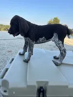  Chug, a male German Shorthaired Pointer for sale in Beaufort, MO – 3 of 10
