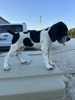 Liz, a female German Shorthaired Pointer for sale in Beaufort, MO – 5 of 6