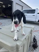 Liz, a female German Shorthaired Pointer for sale in Beaufort, MO – 3 of 6