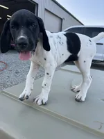 Capri, a female German Shorthaired Pointer for sale in Beaufort, MO – 6 of 9