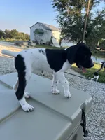 Capri, a female German Shorthaired Pointer for sale in Beaufort, MO – 9 of 9