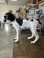 Jenny, a female German Shorthaired Pointer for sale in Beaufort, MO – 2 of 5
