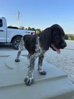  Chug, a male German Shorthaired Pointer for sale in Beaufort, MO – 4 of 10
