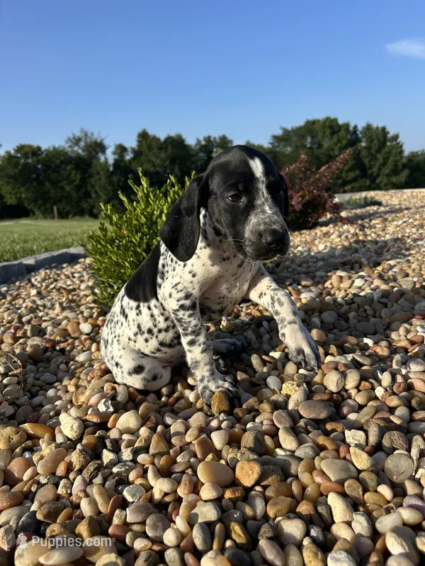 Kim – German Shorthaired Pointer puppy for sale in Beaufort, MO