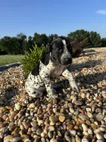 Kim, a female German Shorthaired Pointer for sale in Beaufort, MO – 1 of 1