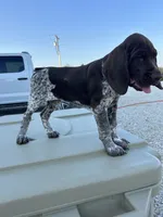  Chug, a male German Shorthaired Pointer for sale in Beaufort, MO – 6 of 10
