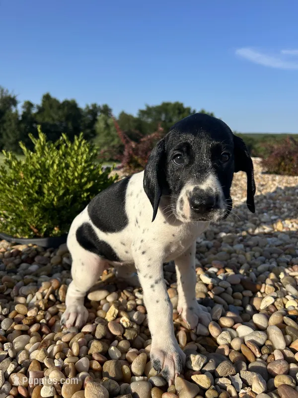 Liz – German Shorthaired Pointer puppy for sale in Beaufort, MO