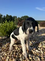 Liz, a female German Shorthaired Pointer for sale in Beaufort, MO – 1 of 1