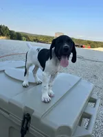 Capri, a female German Shorthaired Pointer for sale in Beaufort, MO – 8 of 9