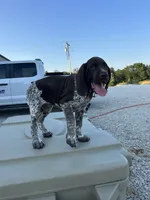  Chug, a male German Shorthaired Pointer for sale in Beaufort, MO – 8 of 10