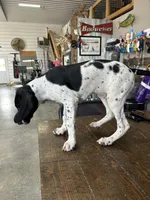 Jenny, a female German Shorthaired Pointer for sale in Beaufort, MO – 4 of 5