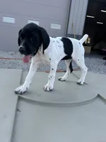 Capri, a female German Shorthaired Pointer for sale in Beaufort, MO – 2 of 9