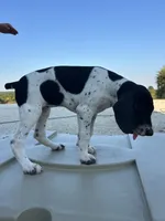 Liz, a female German Shorthaired Pointer for sale in Beaufort, MO – 4 of 6