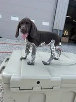  Chug, a male German Shorthaired Pointer for sale in Beaufort, MO – 5 of 10
