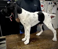 Lucy, a female German Shorthaired Pointer for sale in Beaufort, MO – 2 of 4