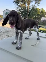  Chug, a male German Shorthaired Pointer for sale in Beaufort, MO – 7 of 10