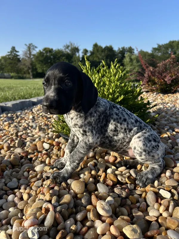 Elsa – German Shorthaired Pointer puppy for sale in Beaufort, MO