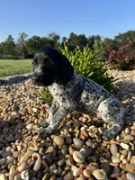 Elsa, a female German Shorthaired Pointer for sale in Beaufort, MO – 1 of 1