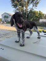  Chug, a male German Shorthaired Pointer for sale in Beaufort, MO – 9 of 10