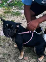 Nani, a female French Bulldog and American Bully for sale in Denver, CO – 1 of 1