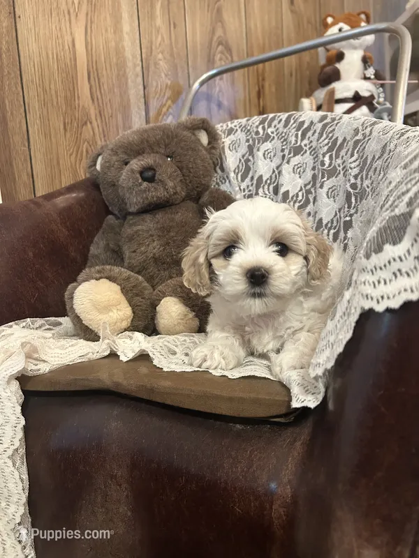 Bubble – Coton de Tulear puppy for sale in Bethel Park, PA