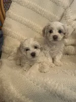Bubble, a male Coton de Tulear for sale in Bethel Park, PA – 2 of 4