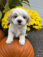 Bubble, a male Coton de Tulear for sale in Bethel Park, PA – 4 of 4