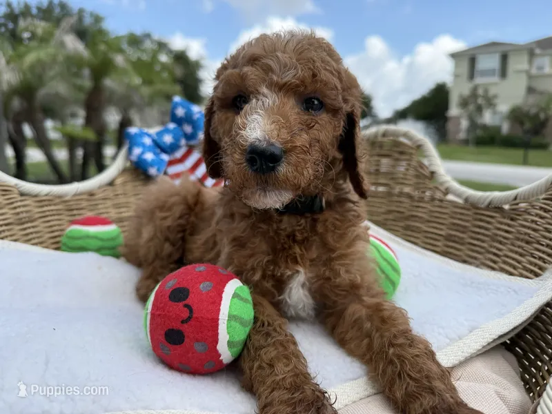Sparkle – Goldendoodle puppy for sale in Clermont, FL