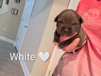 Bully White, a female American Bully for sale in Spring Hill, FL – 2 of 3