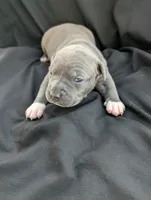 Bully Navy, a male American Bully for sale in Spring Hill, FL – 2 of 3