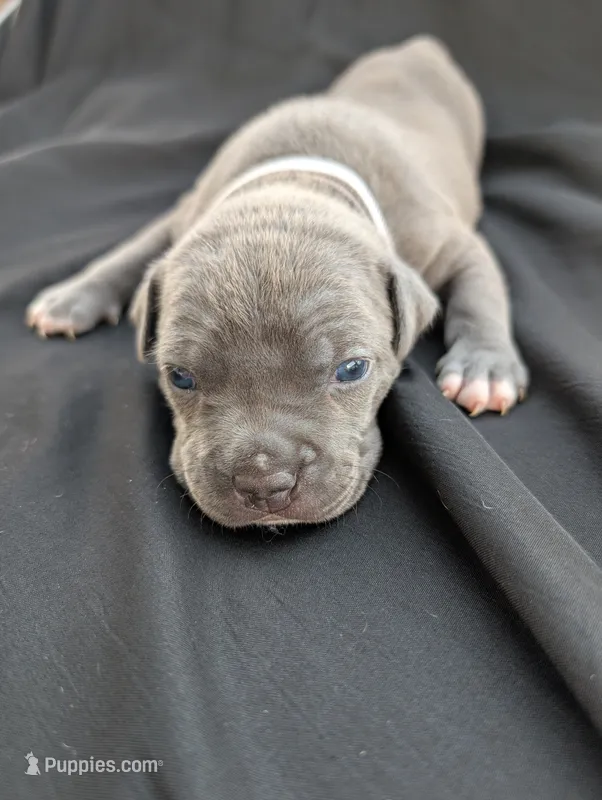 Bully Gray – American Bully puppy for sale in Spring Hill, FL